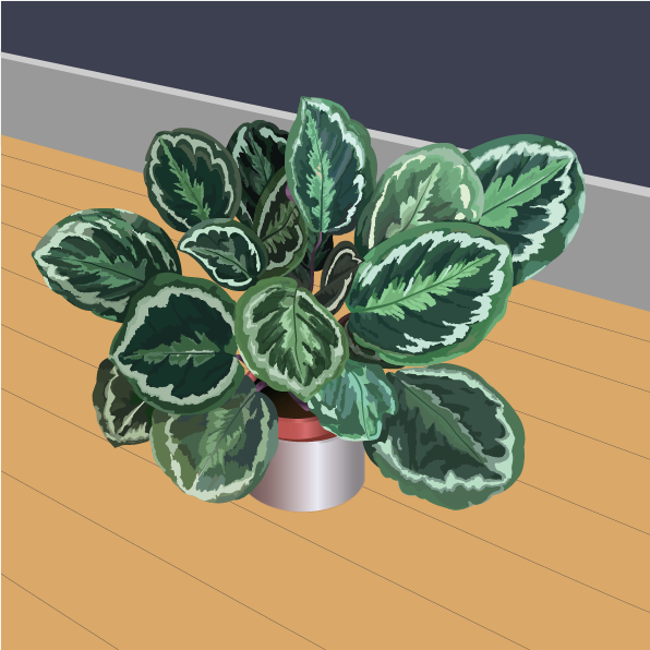 calathea
