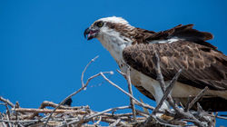 USA/Homestead - Everglades