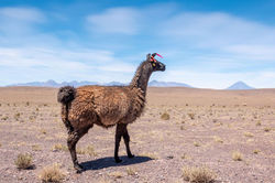 CHL/San Pedro de Atacama - Regenbogental