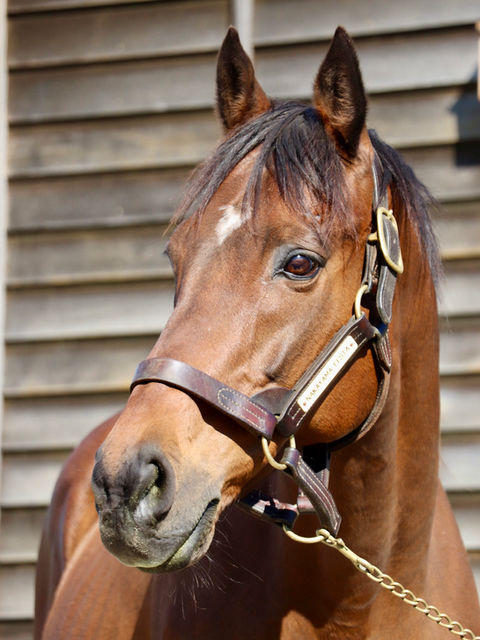 日高応援プロジェクト | 日高競走馬