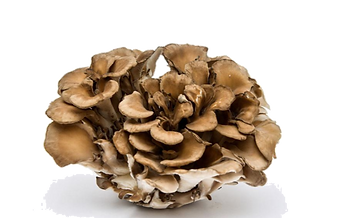 Maitake