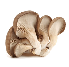 Oyster