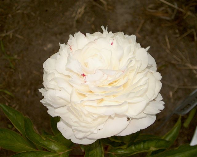 Карл клемм пион фото - DelaDom.ru