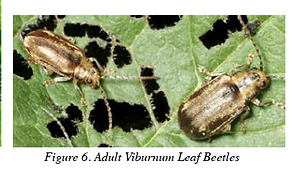 Viburnum Leaf Beetles - Adult.png