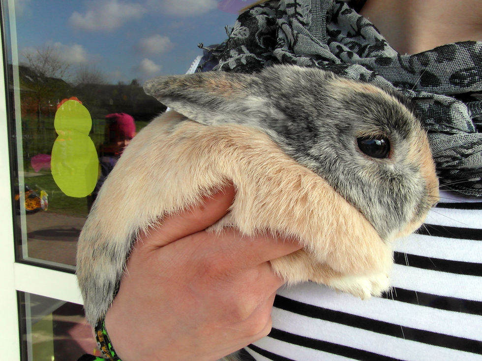 Besuch-vom-Osterhasen