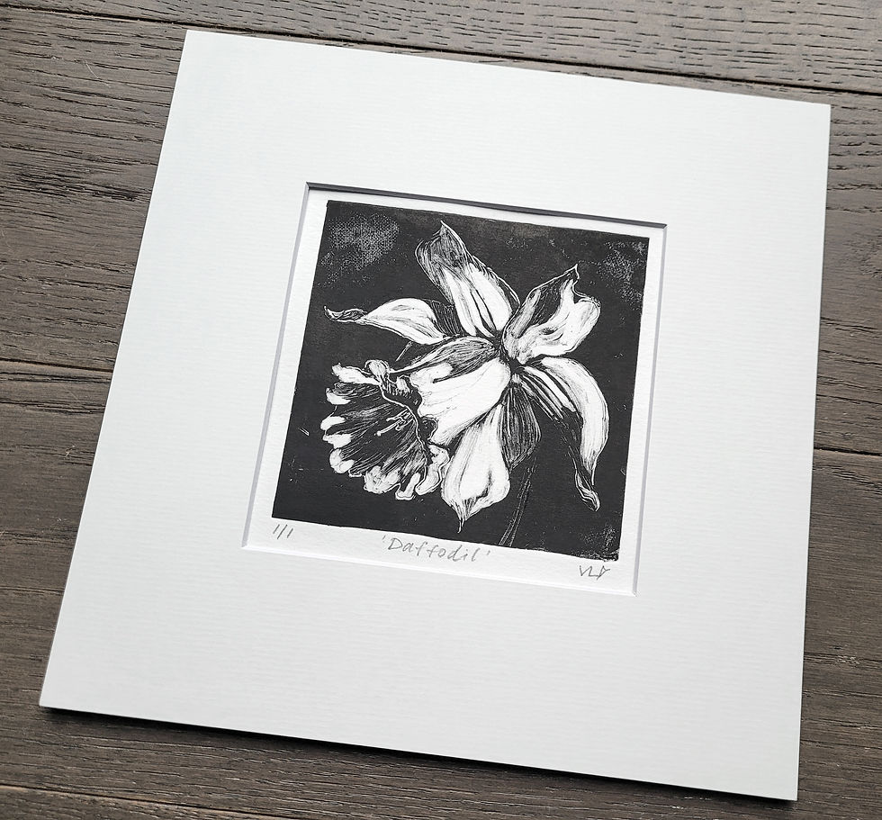 White daffodil flower on the black background