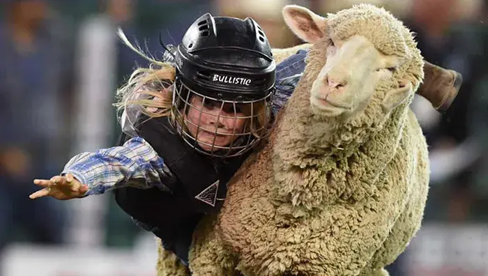 635706760324308814-Mutton-Busting-at-the-Reno-Rodeo-1.webp