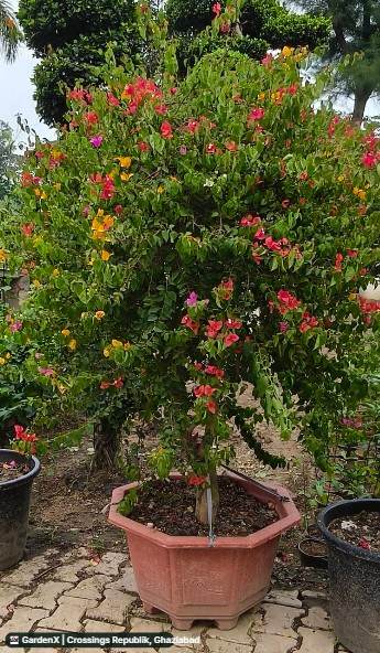 Bougainvillea (बौगेनविलिया) in Crossings Republik, Ghaziabad