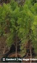 Thuja Plant (थूजा) for sale in Raj Nagar Extension