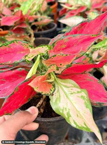 Aglaonema Red Lipstick (अग्लोएनेमा) in Crossings Republik, Ghaziabad