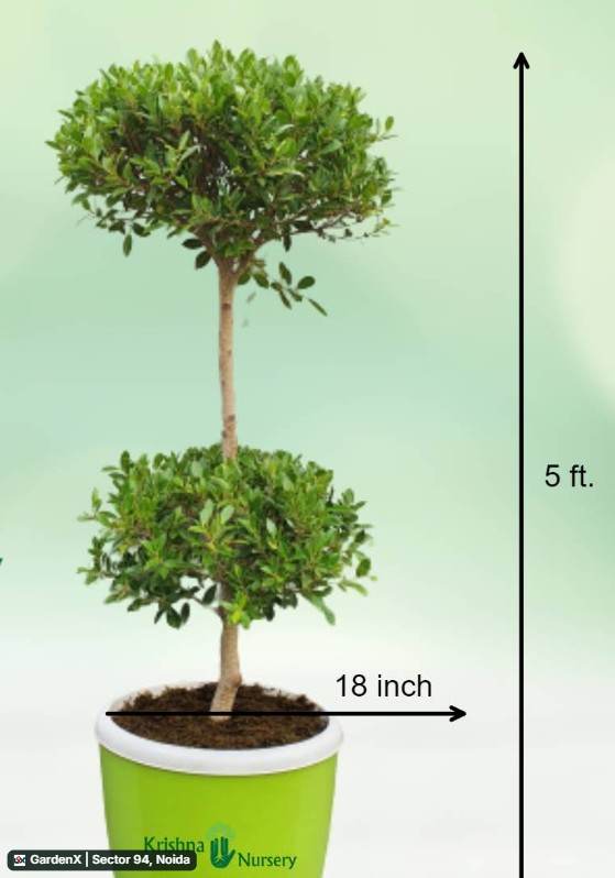 Topiary Ficus (टोपियारी फ़िकस) in Sector 94, Noida
