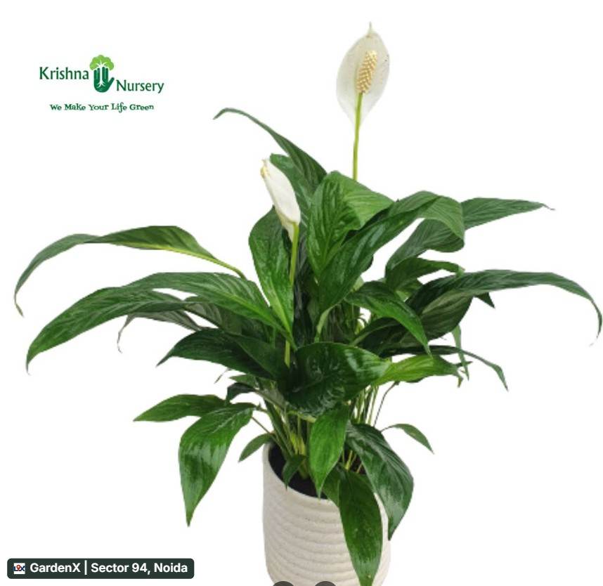 Peace Lily (पीस लिली) in Sector 94, Noida
