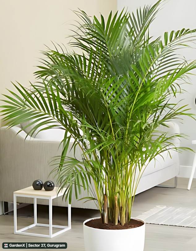 Areca Palm (एरेका पाम) in Sector 27, Gurugram