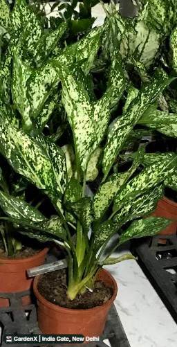 Chinese Evergreen (डिफ़ेनबैचिया / एग्लोनिमा) in India Gate, New Delhi