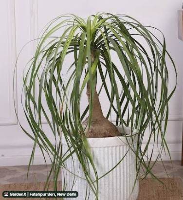 Ponytail Palm (पनीटेल पाम) in Fatehpur Beri, New Delhi