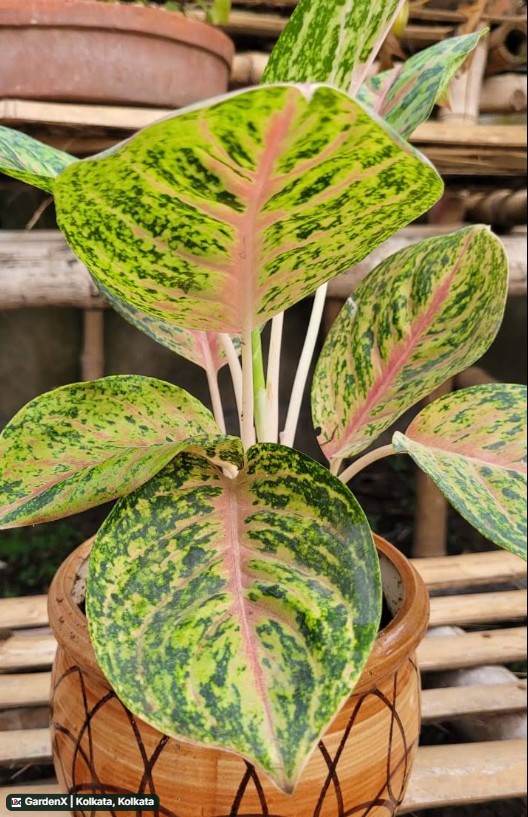 Aglaonema (চিনা ঘাস/এগ্লোনেমা) in Birati, Kolkata