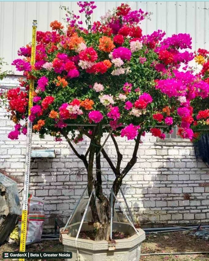 Bougainvillea (कागज का फूल) in Beta I, Greater Noida