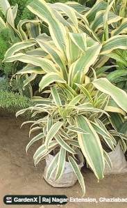 Song of India (सॉन्ग ऑफ़ इंडिया) for sale in Raj Nagar Extension