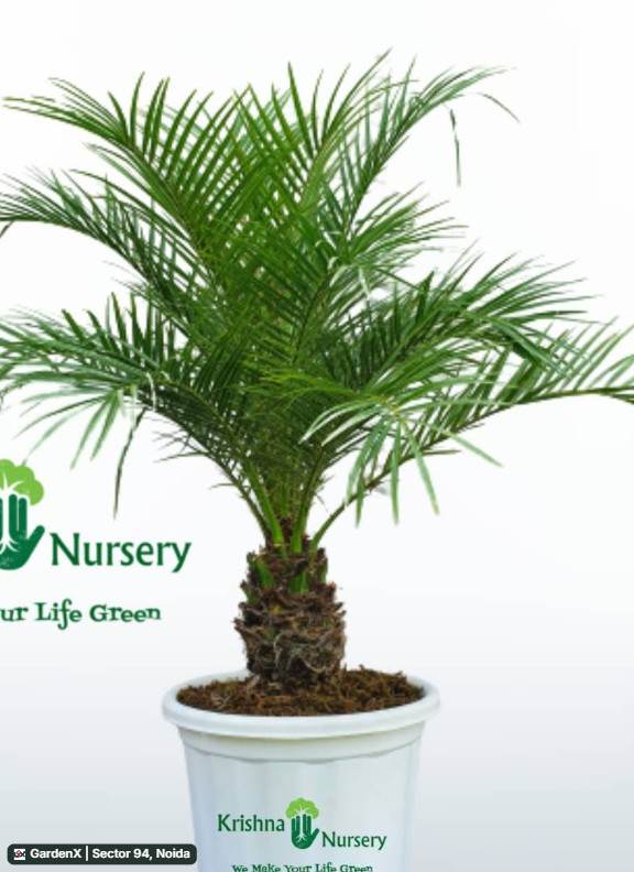 Pygmy Date Palm (खजूर) in Sector 94, Noida