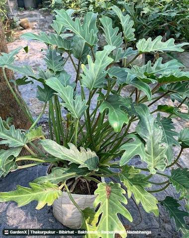 Philodendron Shangri La (ফিলোডেনড্রন) in Thakurpukur - Bibirhat - Bakhrahat - Raipur Road, Nadabhanga