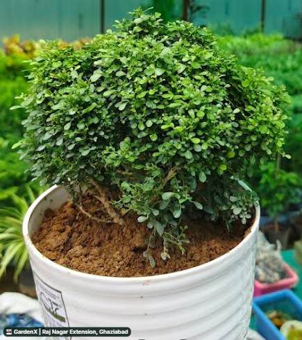 Chinese Box Tree (चाइनीज बॉक्स ट्री) in Raj Nagar Extension, Ghaziabad