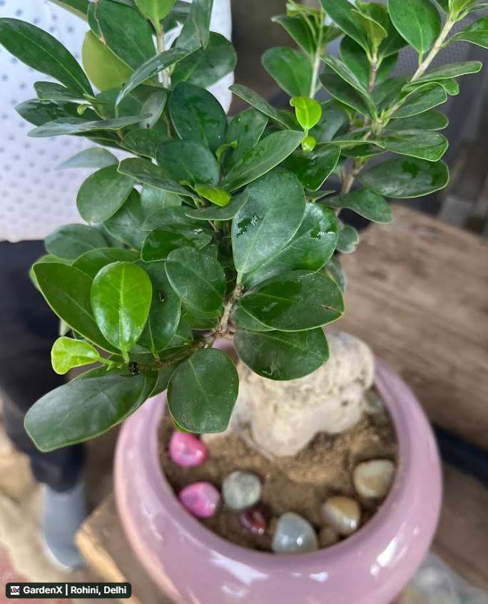 Ginseng Bonsai (फicus बोन्साई) in Rohini, Delhi