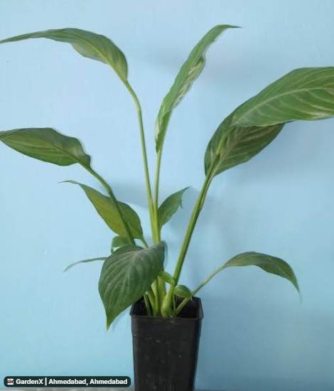 Peace Lily (शांति लिली) in Sola, Ahmedabad