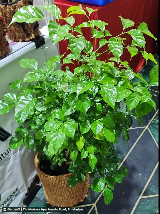 China Doll Plant (ചൈന ഡാൾ പ്ലാന്റ്) in Thrikkakara Apartments Road, Ernakulam