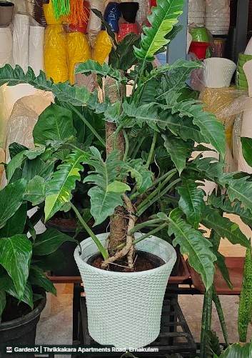 Philodendron (ফিলোডেনড্রন) in Thrikkakara Apartments Road, Ernakulam
