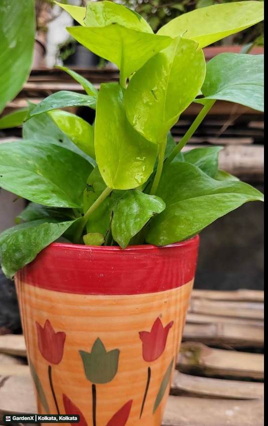 Money Plant (মানি প্ল্যান্ট) in Birati, Kolkata