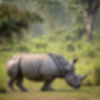 Kaziranga National Park Assam, India