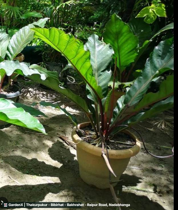 Anthurium (অ্যান্থুরিয়াম) in Thakurpukur - Bibirhat - Bakhrahat - Raipur Road, Nadabhanga
