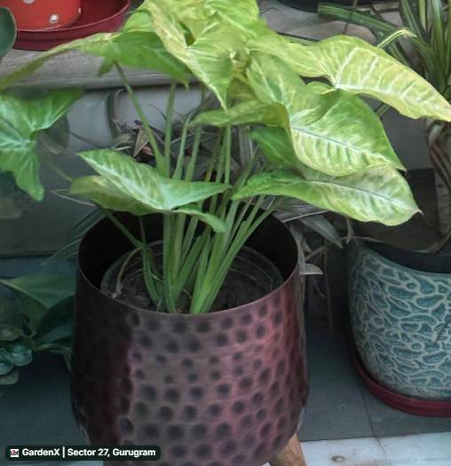 Syngonium Plant (सिंनगोनियम) in Sector 27, Gurugram