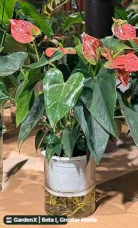 Anthurium Plant (एंथुरियम) in Beta I, Greater Noida