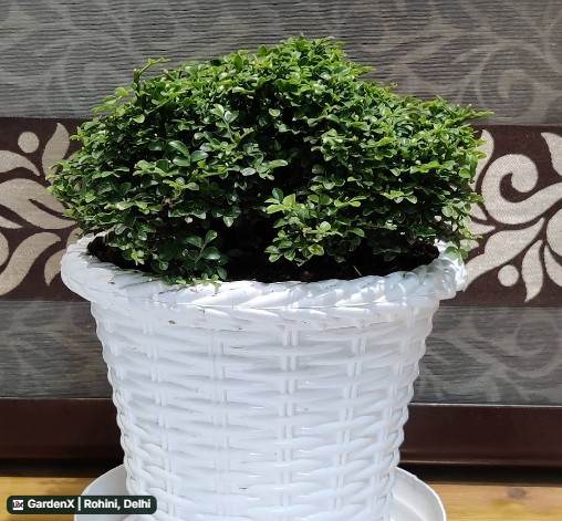 Bonsai Plant (बोंसाई प्लांट) for sale in Rohini