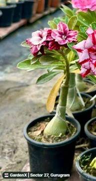 Desert Rose (अधिनियम) in Sector 27, Gurugram