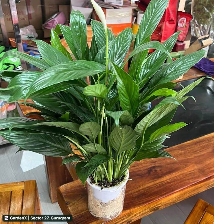 Peace Lily (पीस लिली) in Sector 27, Gurugram