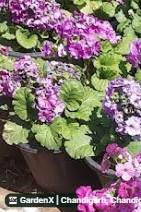Primula Flower (प्रिमूला) in It Park Road, Chandigarh