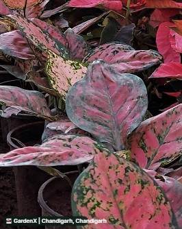Chinese Evergreen (चाइनीज एवरग्रीन) in It Park Road, Chandigarh