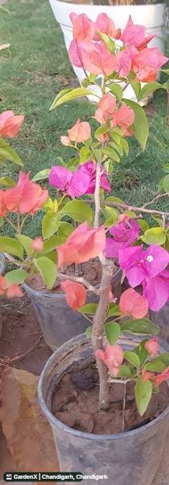 Bougainvillea (बोगनवेलिया) in It Park Road, Chandigarh