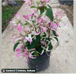 Pink Bougainvillea (গোলাপী বাগানবিলাশ) in Birati, Kolkata