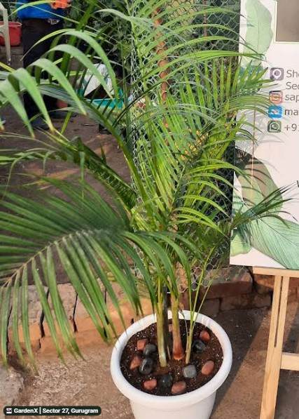 Areca Palm (एरिका पाम) in Sector 27, Gurugram