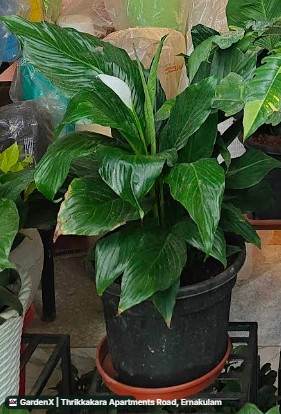 Peace Lily (శాంతి లిల్లీ) in Thrikkakara Apartments Road, Ernakulam