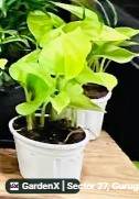 Money Plant (मनी प्लांट) in Sector 27, Gurugram