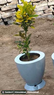 Croton Plant (क्रोटन) in Sola, Ahmedabad