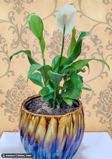 Peace Lily (पीस लिली) for sale in Rohini