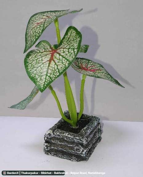 Caladium (ক্যালাডিয়াম) in Thakurpukur - Bibirhat - Bakhrahat - Raipur Road, Nadabhanga