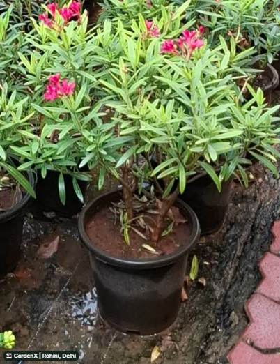 Pink Oleander (कनेर) in Rohini, Delhi