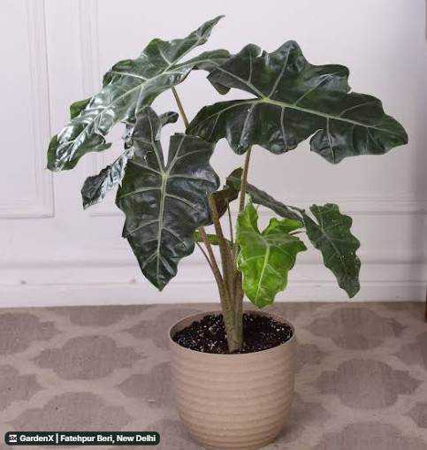 Alocasia Polly (एलोकेसिया पॉली) in Fatehpur Beri, New Delhi