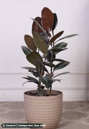 Rubber Plant (रबर प्लांट) in Fatehpur Beri, New Delhi